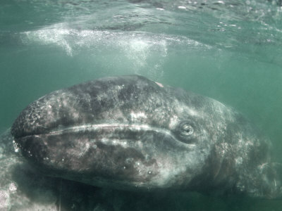 Grey Whale Calf with Mother, San Ignacio Lagoon, Baja California, Mexico