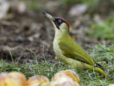 Green Woodpecker Male Alert Posture Among Apples on Ground, Hertfordshire, UK, January