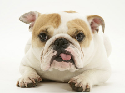 Bulldog Bitch, "Pixie", Lying Down with Tongue Out