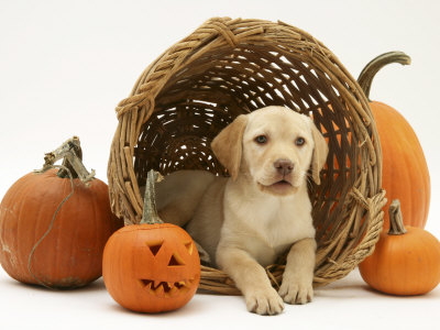 Yellow Labrador Retriever Pup Lying in Wicker Basket and Pumpkins at Halloween
