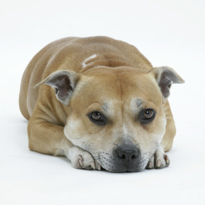 Staffordshire Bull Terrier Bitch Lying Down with Chin on Floor