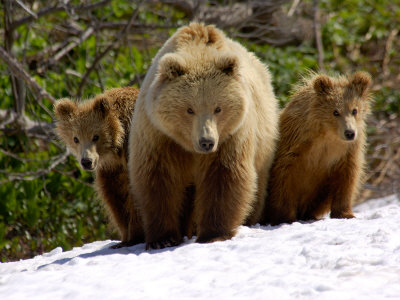 Brown Bear Mother with Cubs, Valley of the Geysers, Kronotsky Zapovednik, Russia