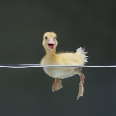 Duckling Swimming on Water Surface, UK