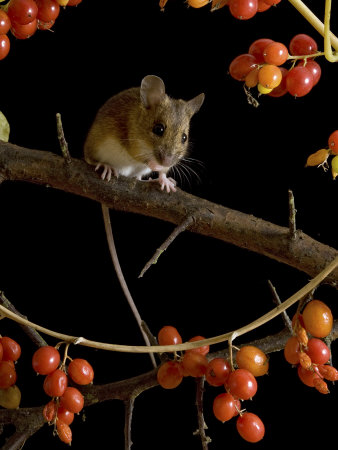 Wood Mouse on Blackthorn with Black Bryony Berries, UK