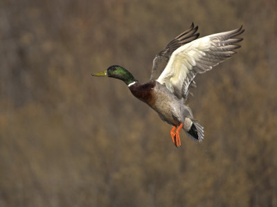 Mallard Drake Flying, Bosque Del Apache National Wildlife Refuge, New Mexico, USA