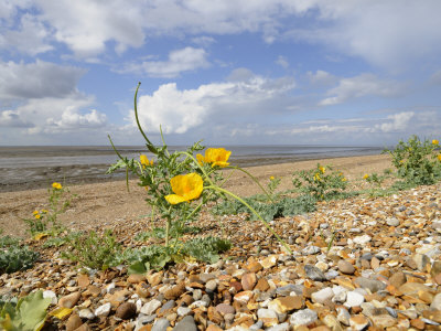 Yellow Horned Poppy Growing on Coastal Shingle Ridge, Norfolk, UK
