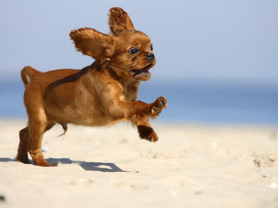 Cavalier King Charles Spaniel, Puppy, 14 Weeks, Ruby, Running on Beach, Jumping, Ears Flapping
