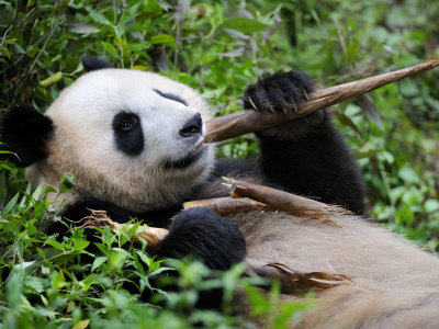 Giant Panda Feeding on Bamboo at Bifengxia Giant Panda Breeding and Conservation Center, China