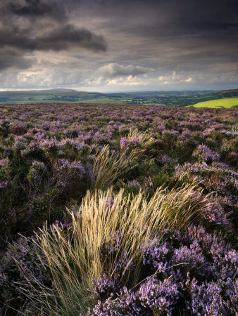 Heather and Moorland View, Near Birch Tor, Dartmoor Np, Devon, UK, August 2008