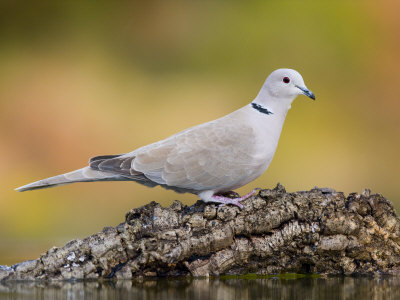 Collared Dove at Water's Edge, Alicante, Spain