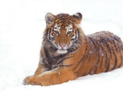 Siberian Tiger in Snow