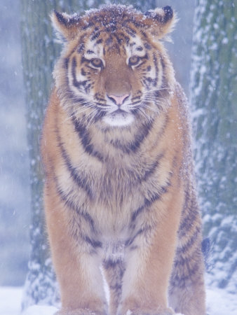 Siberian Tiger in Snow Storm