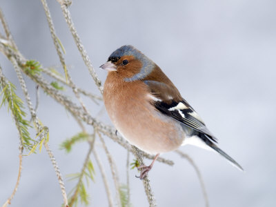 Chaffinch Perched in Pine Tree, Scotland, UK