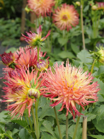 Dahlia Flowers, Mish Mash Variety Flowering in Summer, UK