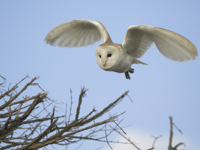 Barn Owl Hunting Along Roadside Hedge, Norfolk, UK