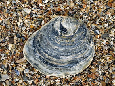 Common Oyster Shell on Beach, Normandy, France