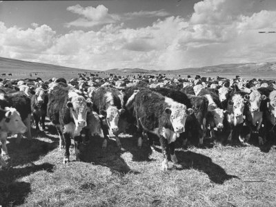 Beef Cattle Standing in a Pasture on the Abbott Ranch