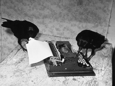 Raven Typing His Own Name of on the Typewriter