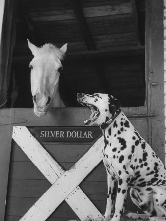 Dalmatian Stable Dog at Mystery Stables