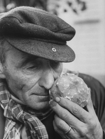 Armora of Truffle Is Inhaled by Italian Truffle-Gatherer