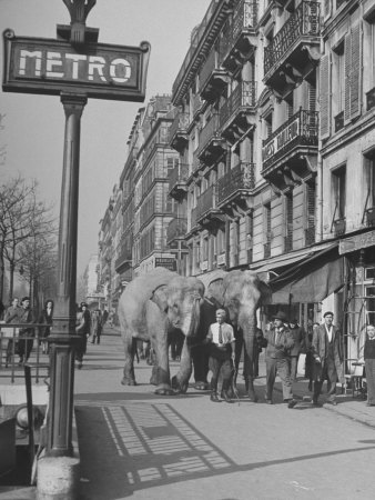 Men Walking the Tamed Elephants Down the Sidewalk