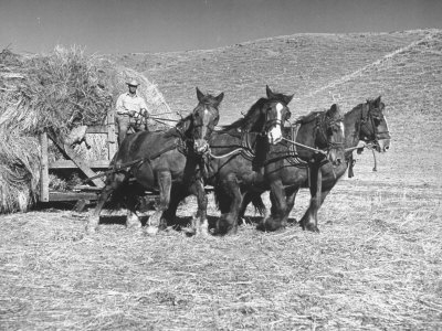 Rancher Dragging Mound of Hay to Feed His Beef Cattle at the Abbott Ranch