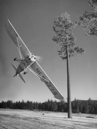 Pilot Sammy Mason Flying around a Tree During a Performance of His California Air Circus Poster