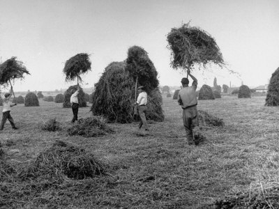 Farmers Carrying Large Pitchforks Full of Hay Which They are Stacking on Mound