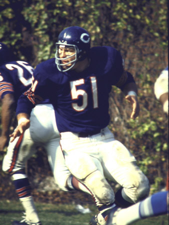 Football: Chicago Bears Dick Butkus #51 in Action Vs Detroit Lions Poster