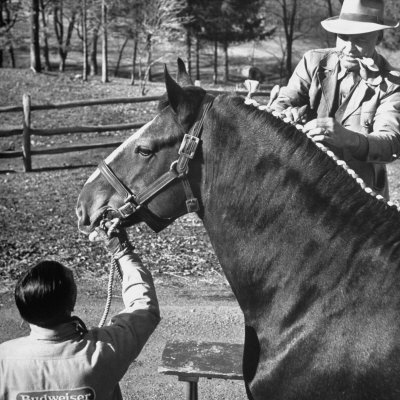 Clydesdale Horse, Used for Brewery Promotion Purposes, on the Anheuser-Busch Breeding Farm