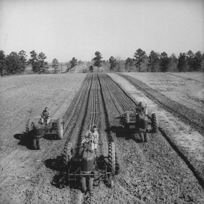 Gov. of Mississippi James P. Coleman Working on His Farm