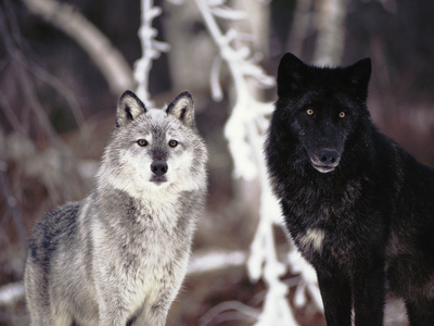 Grey Wolves Showing Fur Colour Variation, (Canis Lupus)