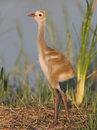 Sandhill Crane Chick in the Nest (Grus Canadensis), Florida, USA