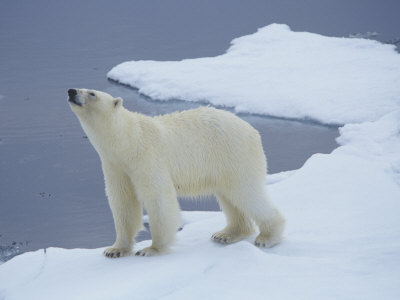 Polar Bear on Ice Near Open Ocean (Ursus Maritimus), Svalbard, Norway