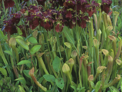Pitcher Plants in Flower, Sarracenia Rubra, Eastern USA