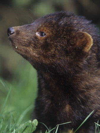 Buy Close-Up of a Fisher Face, Martes Pennanti, North America at AllPosters.com