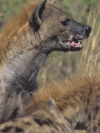 Buy Spotted Hyena Head on a Kill, Crocuta Crocuta, East Africa at AllPosters.com