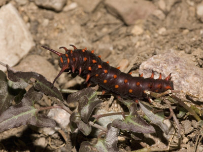 Pipevine Swallowtail Butterfly Larva (Battus Philenor) Feeding on Pipevine, Arizona, USA