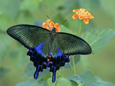 Japanese Swallowtail Butterfly (Papilio Bianor) on Flowers