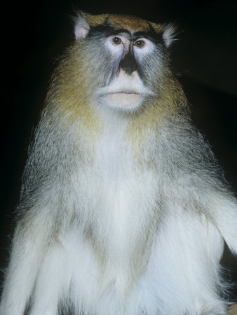Patas Monkey (Erythrocebus Patas), Senegal, Ethiopia, and Kenya, Africa