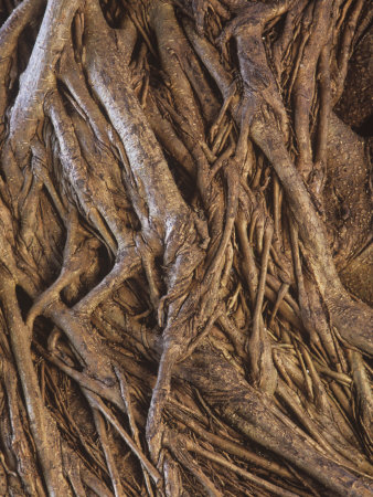 Strangler Fig, Ficus Aurea, Growing on its Host Tree in a Tropical Forest, Florida, USA