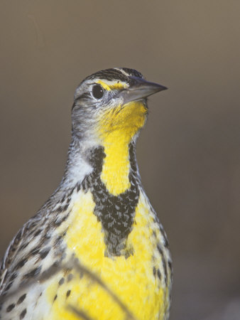 Eastern Meadowlark Head, Sturnella Magna, North America