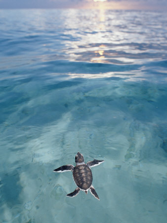 Swimming Baby Green Sea Turtle (Chelonia Mydas), Pacific Ocean, Borneo Posters