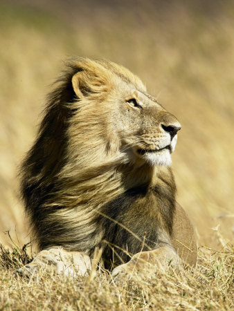 Male African Lion, Panthera Leo, Resting in Savanna Grasses, Masai Mara Game Reserve, Kenya, Africa