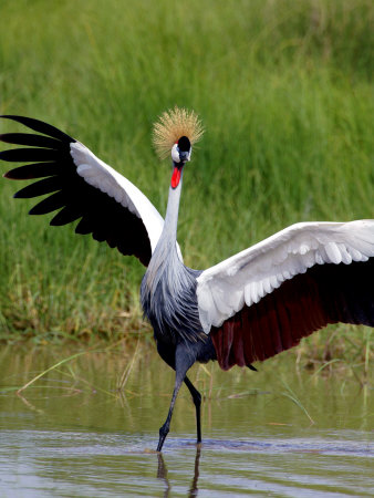 Grey Crowned Crane (Balearica Regulorum), Tanzania