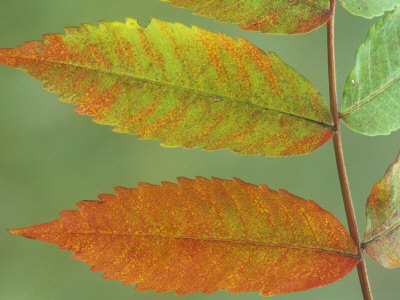 Sumac Leaves in Autumn, Rhus, Michigan, USA