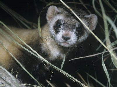 Buy Black-Footed Ferret (Mustela Nigripes), a Highly Endangered Species of North American Mammal at AllPosters.com