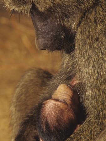 Olive Baboon Nursing its Baby, Papio Anubis, Samburu Game Reserve, Kenya, Africa