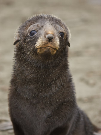 Antarctic Fur Seal (Arctocephalus Gazella) Pup Face, South Georgia