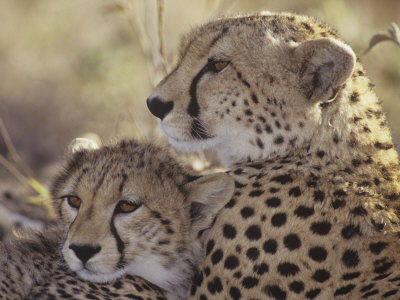 Cheetah Cub with its Mother, Acinonyx Jubatus, East Africa